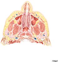 Nose and Maxillary Sinus: Transverse Section