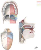 Afferent Innervation of Oral Cavity and Pharynx