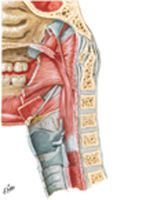 Muscles of Pharynx: Sagittal Section