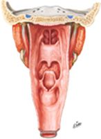 Pharynx: Opened Posterior View