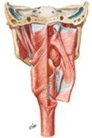 Muscles of Pharynx: Partially Opened Posterior View