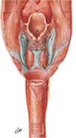 Pharyngoesophageal Junction