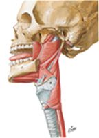 Muscles of Pharynx: Lateral View