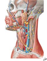 Lymph Vessels and Nodes of Head and Neck