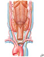Thyroid Gland and Pharynx: Posterior View