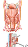 Parathyroid Glands