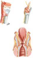 Nerves of Larynx