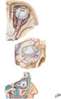 Arteries and Veins of Orbit and Eyelids