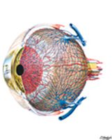 Vascular Supply of Eye