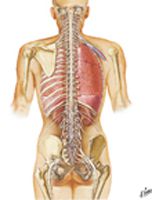 Spinal Cord and Ventral Rami in Situ