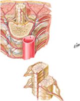 Arteries of Spinal Cord: Intrinsic Distribution