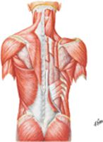 Muscles of Back: Superficial Layers