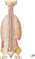 Muscles of Back: Deep Layers