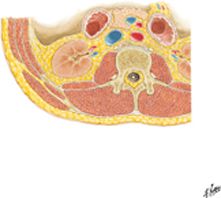 Lumbar Region of Back: Cross Section