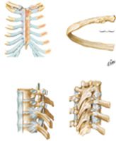 Ribs and Associated Joints