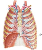 Anterior Thoracic Wall: Internal View