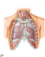 Lungs in Situ: Anterior View