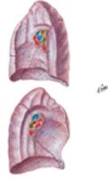 Lungs: Medial Views