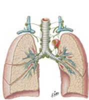 Lymph Vessels and Nodes of Lung