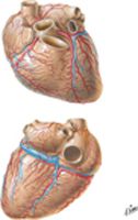 Coronary Arteries and Cardiac Veins