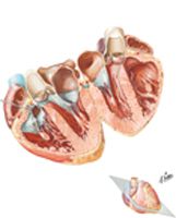 Atria, Ventricles, and Interventricular Septum
