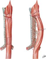 Musculature of Esophagus