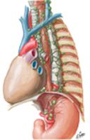 Lymph Vessels and Nodes of Esophagus