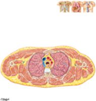 Cross Section of Thorax at T3-4 Disc Level