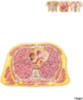 Cross Section of Thorax at T7 Level