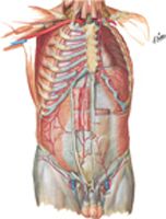 Arteries of Anterior Abdominal Wall
