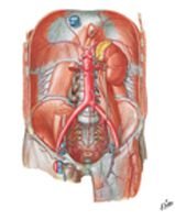 Arteries of Posterior Abdominal Wall