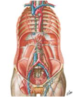 Lymph Vessels and Nodes of Posterior Abdominal Wall
