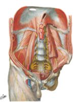 Nerves of Posterior Abdominal Wall