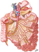 Arteries of Small Intestine