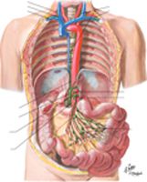 Lymph Vessels and Nodes of Small Intestine