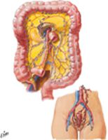 Lymph Vessels and Nodes of Large Intestine
