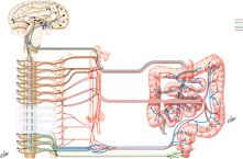 Autonomic Innervation of Small and Large Intestines: Schema