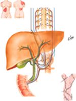 Autonomic Innervation of Liver and Biliary Tract: Schema