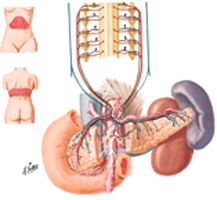 Autonomic Innervation of Pancreas: Schema