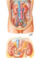 Kidneys in Situ: Anterior Views