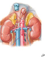 Renal Artery and Vein in Situ
