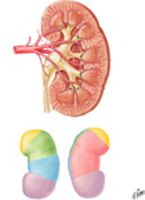 Intrarenal Arteries and Renal Segments