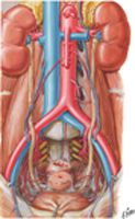 Arteries of Ureters and Urinary Bladder