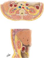 Ureters in Abdomen and Pelvis