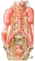 Autonomic Nerves of Kidneys, Ureters, and Urinary Bladder