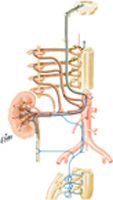 Autonomic Innervation of Kidneys and Upper Ureters: Schema