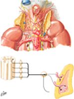 Autonomic Nerves of Suprarenal Glands: Dissection and Schema