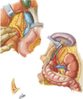 Arteries and Veins of Suprarenal Glands in Situ