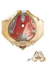 Pelvic Diaphragm: Male