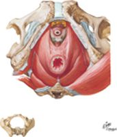 Pelvic Diaphragm: Male (continued)